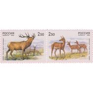  1999. 502-503. Фауна. Олени. Совместный выпуск России и Китая. Сцепка, фото 1 