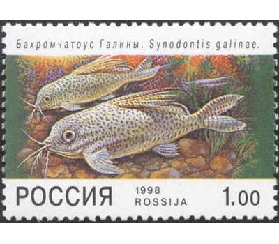  5 почтовых марок «Фауна. Аквариумные рыбы» 1998, фото 4 