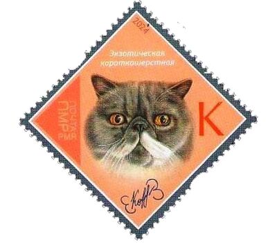  Почтовая марка «Породы кошек. Экзотическая короткошерстная» Приднестровье 2024, фото 1 