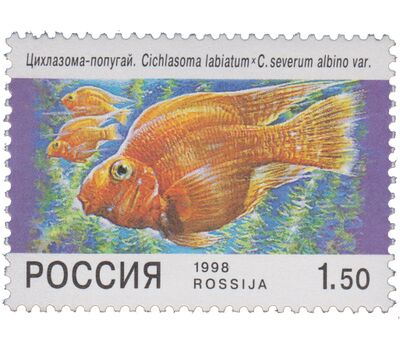  5 почтовых марок «Фауна. Аквариумные рыбы» 1998, фото 5 