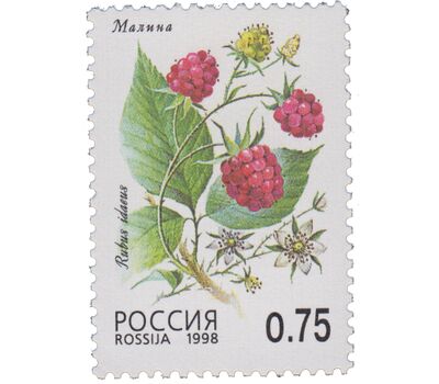  5 почтовых марок «Флора. Лесные ягоды» 1998, фото 3 